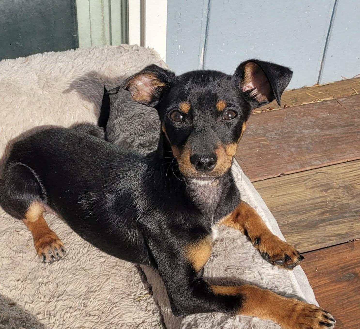 Enlarge Thin Mint, an adopted mixed breed in Beavercreek, OR image 6/6