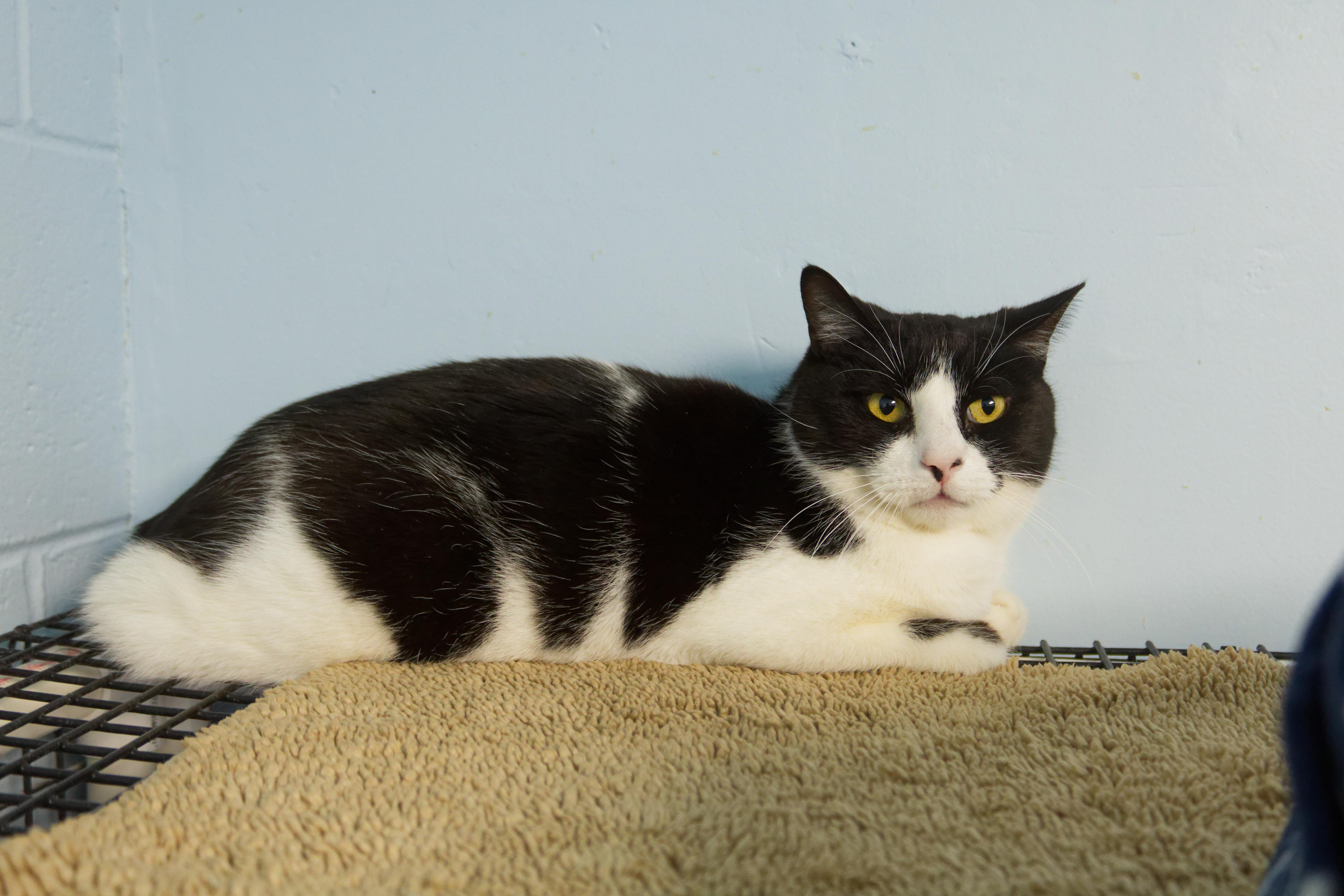 Enlarge Waldon, a ADOPTABLE Domestic Short Hair in Urbana, OH image 6/6