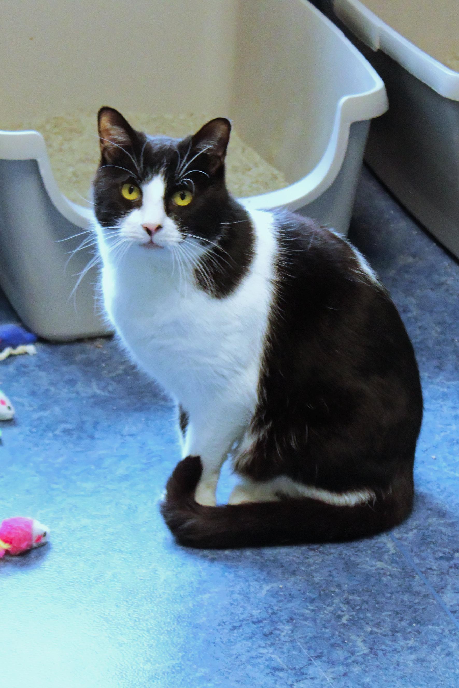 Enlarge Waldon, a ADOPTABLE Domestic Short Hair in Urbana, OH image 1/6
