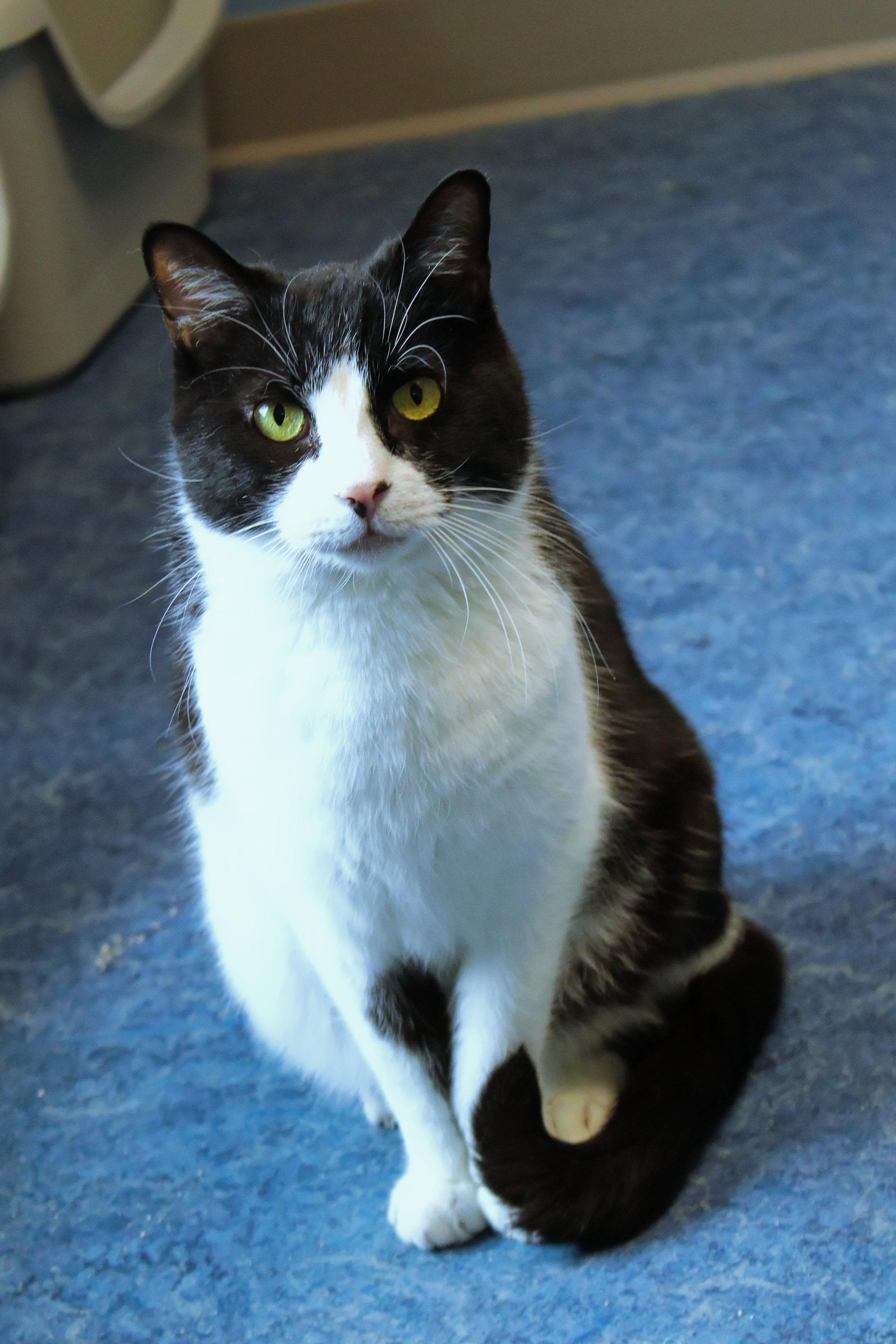 Enlarge Waldon, a ADOPTABLE Domestic Short Hair in Urbana, OH image 3/6