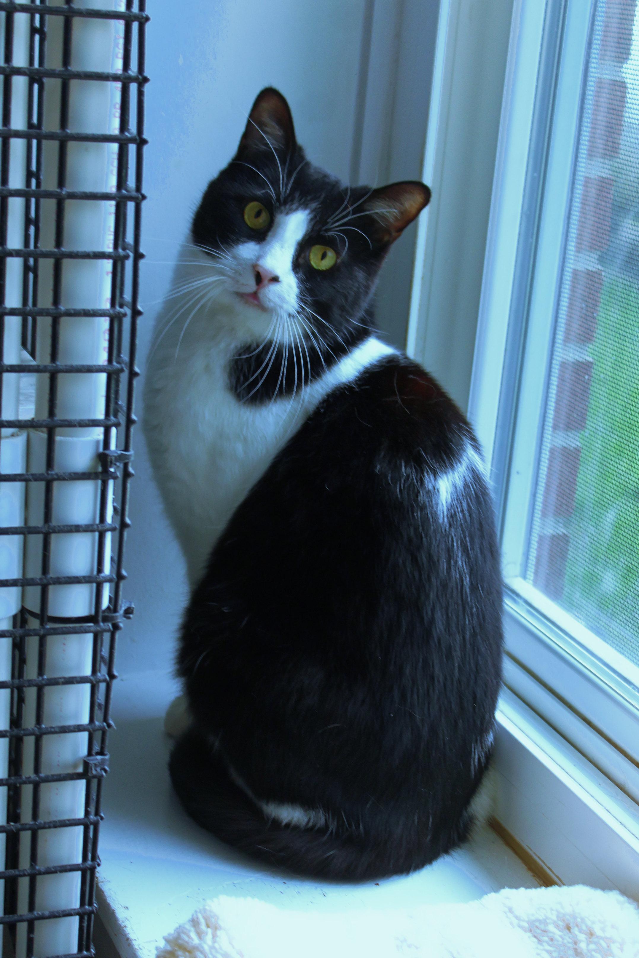 Enlarge Waldon, a ADOPTABLE Domestic Short Hair in Urbana, OH image 5/6