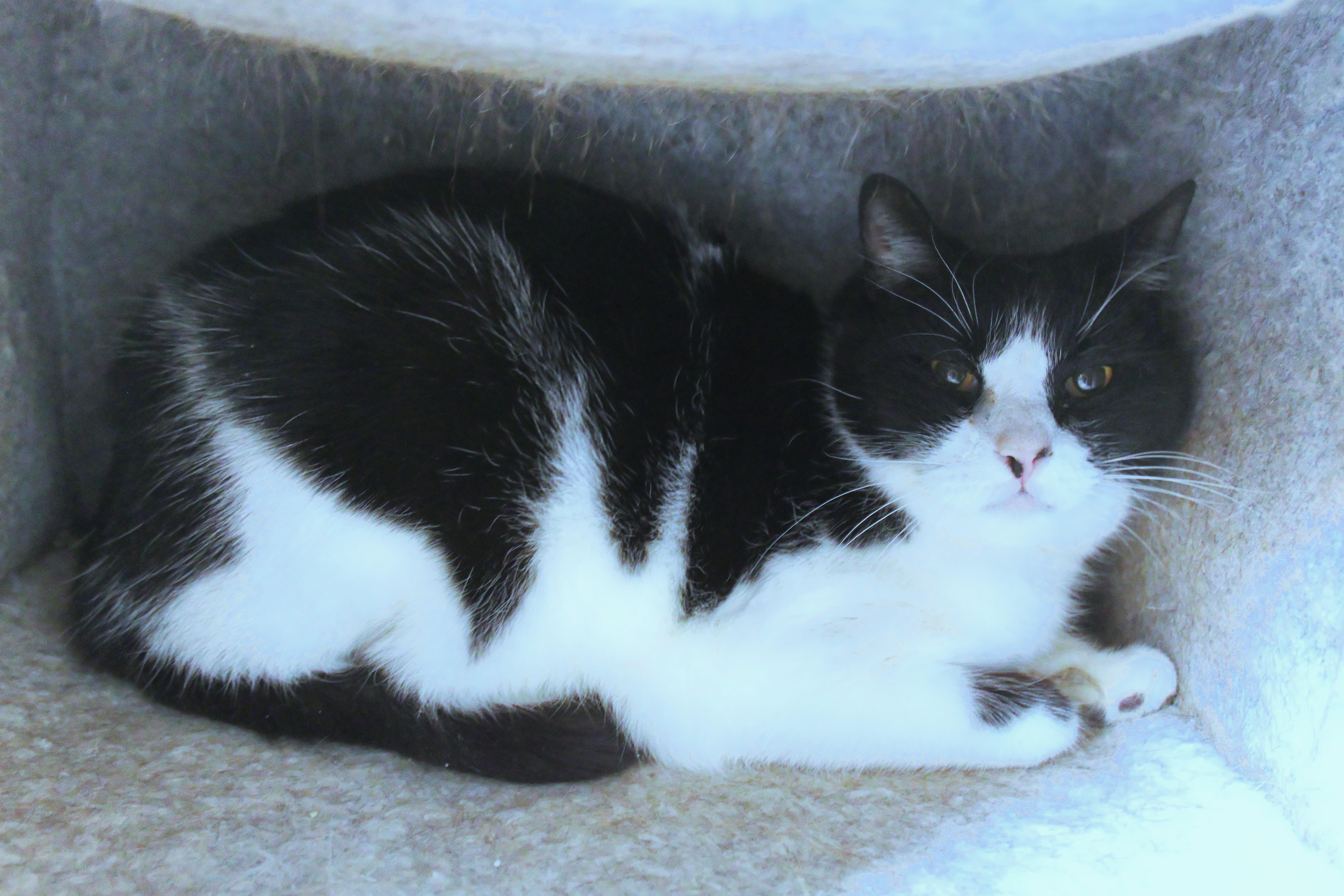 Enlarge Waldon, a ADOPTABLE Domestic Short Hair in Urbana, OH image 4/6