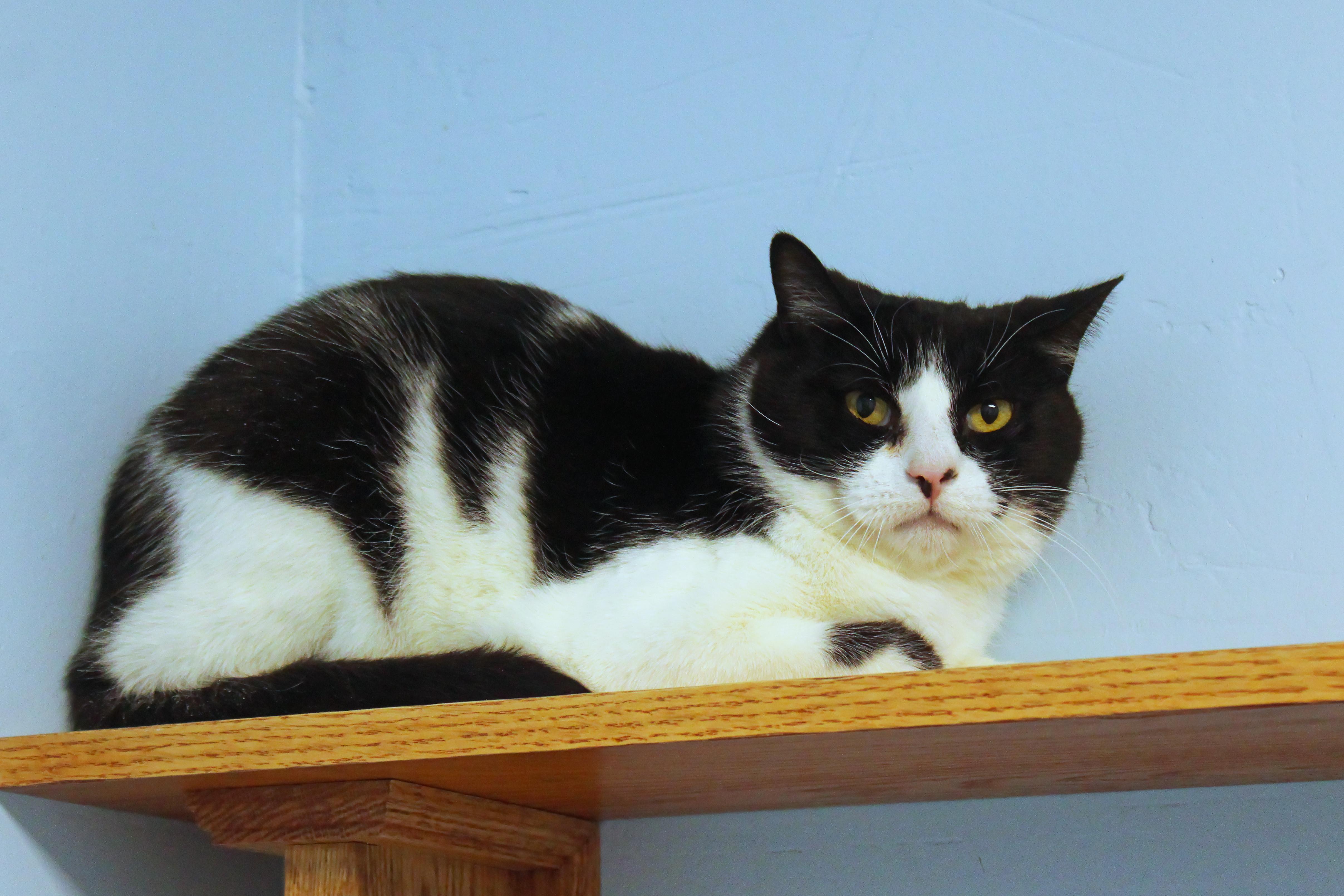 Enlarge Waldon, a ADOPTABLE Domestic Short Hair in Urbana, OH image 2/6