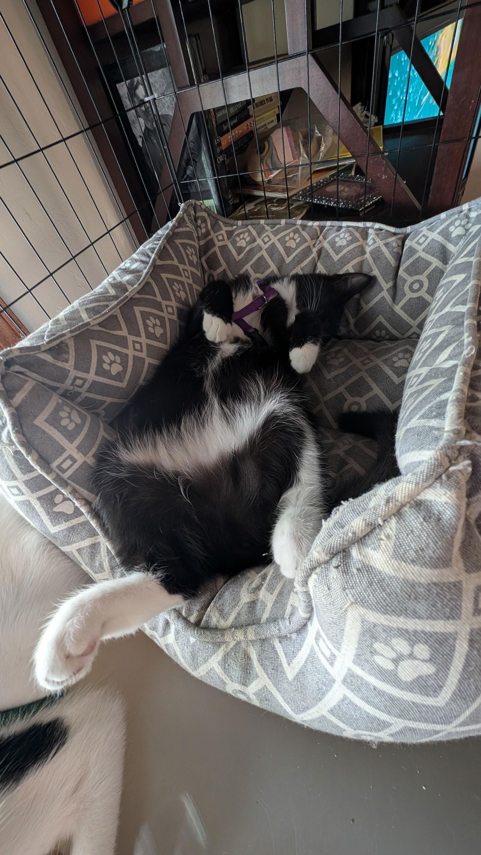 Enlarge SOCKS, a Adoptable mixed breed in Walnut Creek, CA image 1/3
