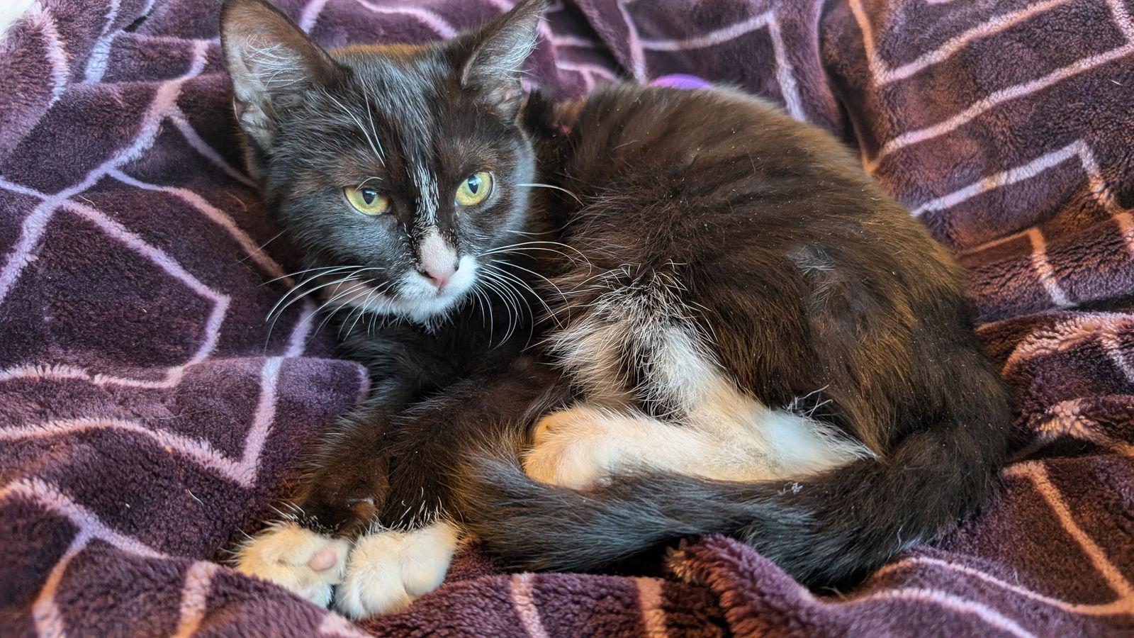 Enlarge SOCKS, a Adoptable mixed breed in Walnut Creek, CA image 3/3