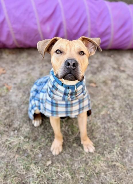 PONGO, Adoptable, Young Male Pit Bull Terrier & Mixed Breed.