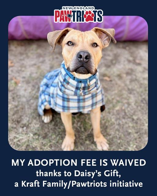 Enlarge PONGO, a Adoptable mixed breed in Boston, MA image 1/1