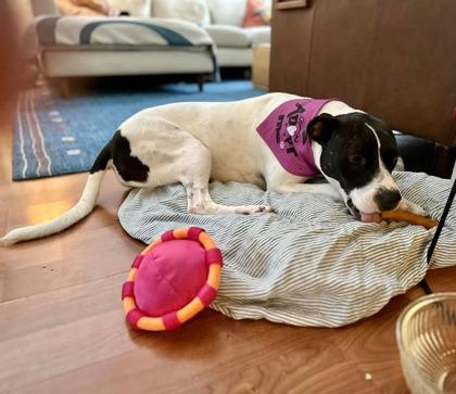 Roxie Hart, a Adoptable mixed breed in Gainesville, FL image 1/3