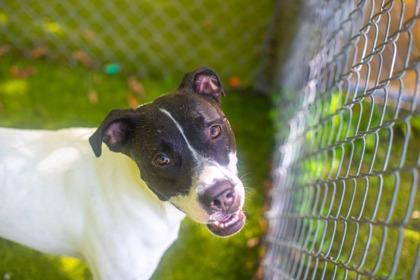 Roxie Hart, a Adoptable mixed breed in Gainesville, FL image 2/3
