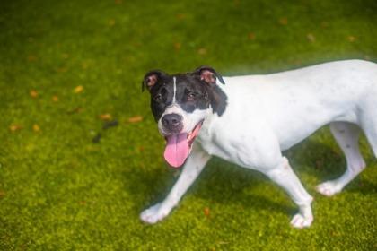 Roxie Hart, a Adoptable mixed breed in Gainesville, FL image 3/3