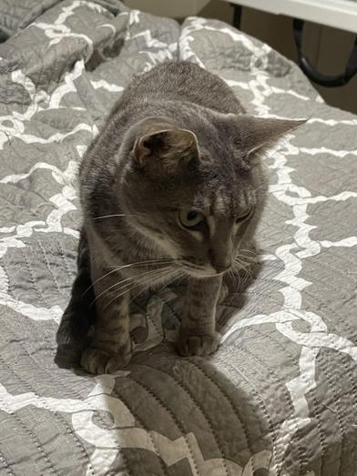 Wren — thumbnail 2