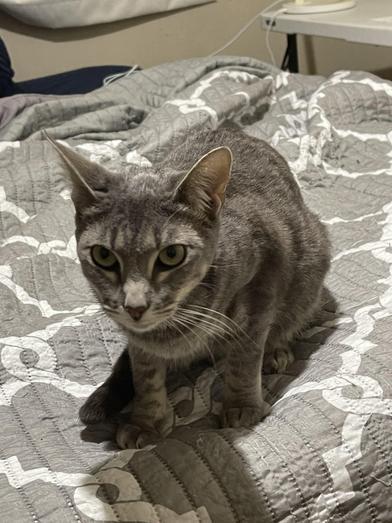 Wren — thumbnail 3