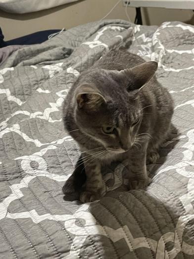 Wren — thumbnail 4