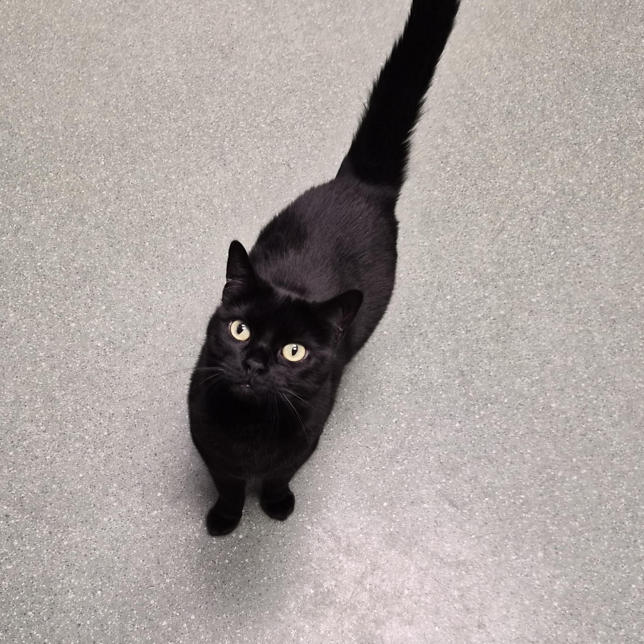 Enlarge Miss Kitty, a ADOPTABLE Domestic Short Hair in Cornelius, NC image 3/4