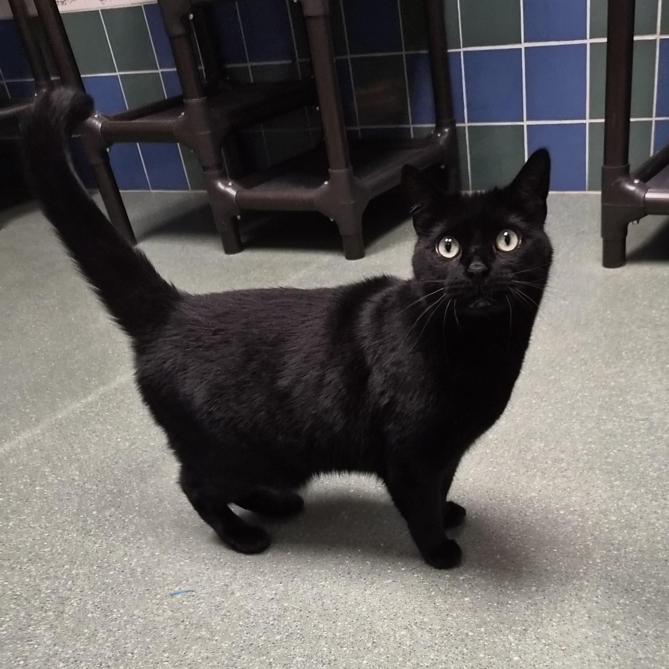 Enlarge Miss Kitty, a ADOPTABLE Domestic Short Hair in Cornelius, NC image 4/4