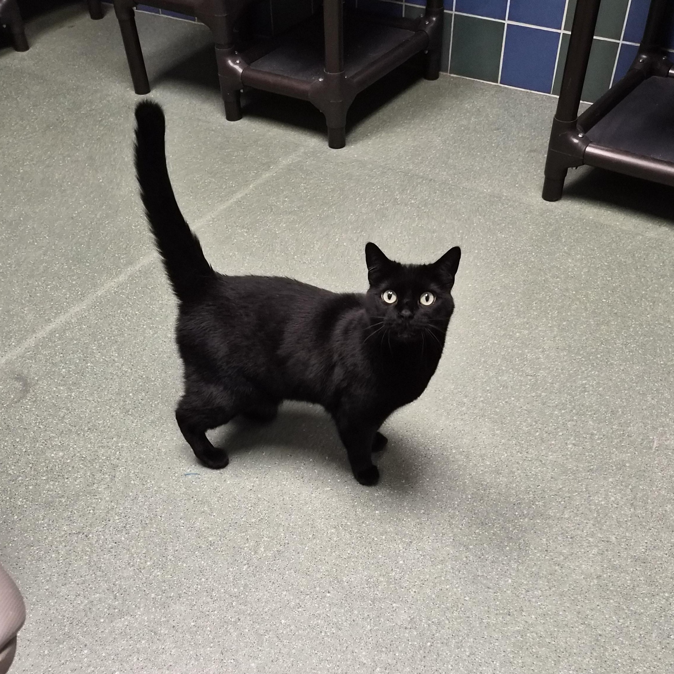 Enlarge Miss Kitty, a ADOPTABLE Domestic Short Hair in Cornelius, NC image 2/4