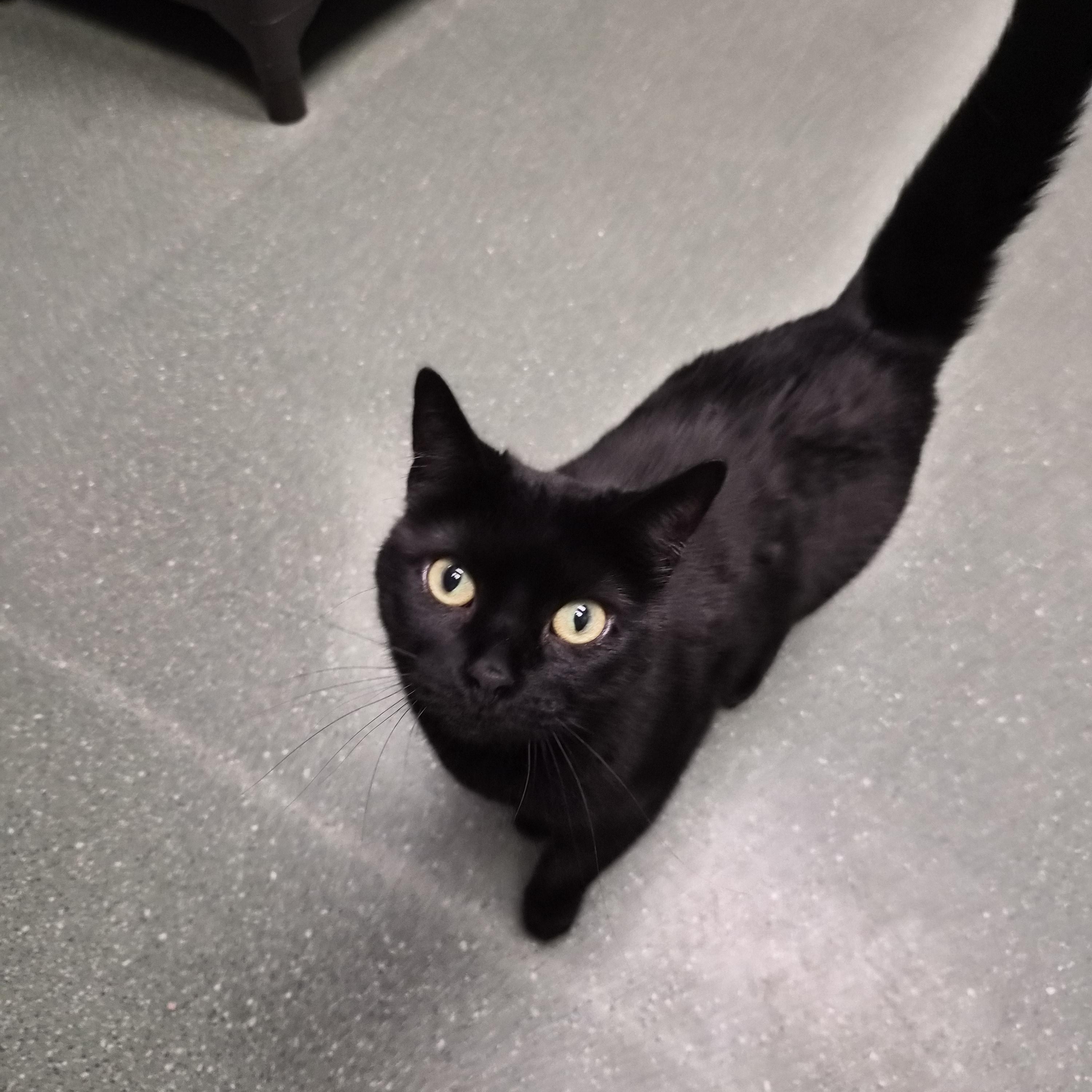 Miss Kitty, ADOPTABLE, Adult Female Domestic Short Hair.