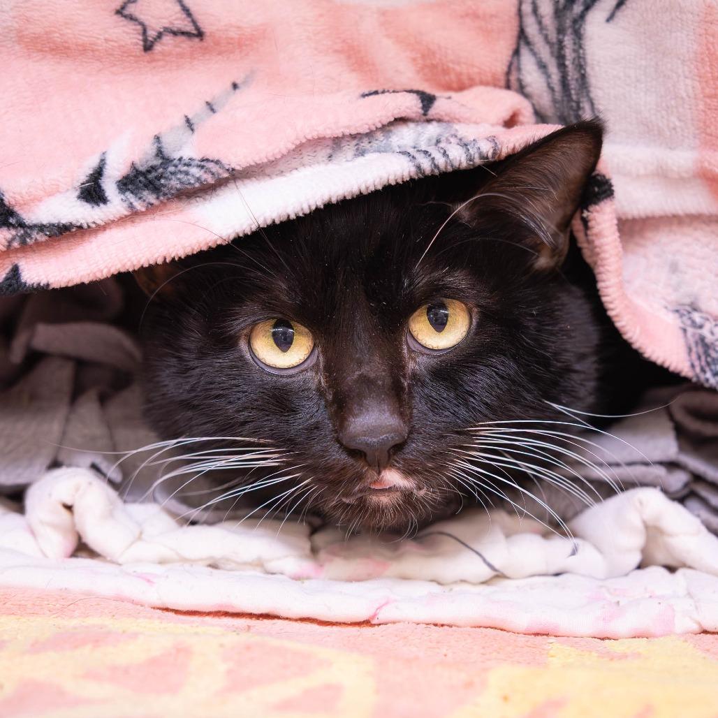 Enlarge Oreo, a Adoptable Domestic Short Hair in Mentor, OH image 1/2