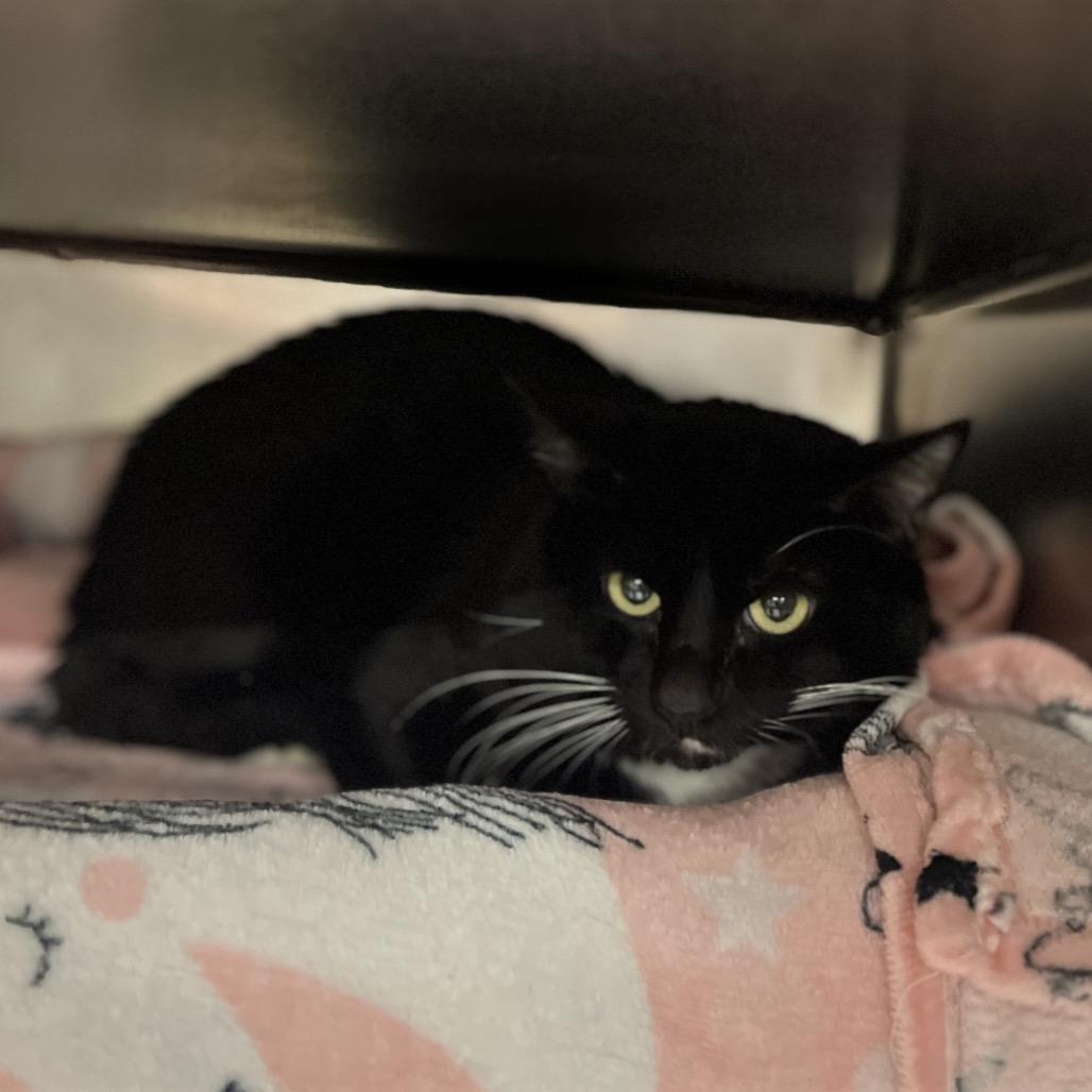 Enlarge Oreo, a Adoptable Domestic Short Hair in Mentor, OH image 2/2