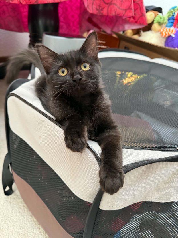 Kittens in Kenai, a ADOPTABLE Domestic Short Hair in Kenai, AK image 2/5