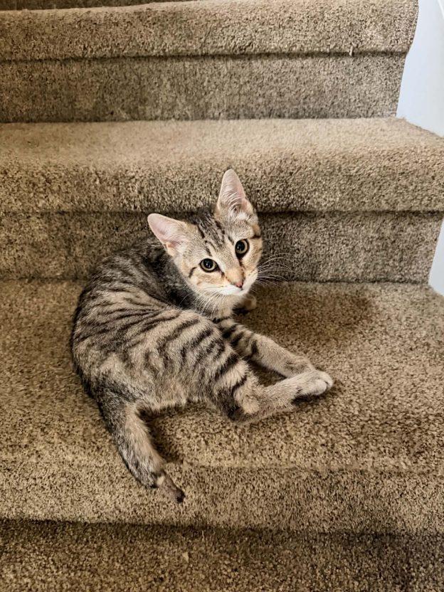 Kittens in Kenai, a ADOPTABLE Domestic Short Hair in Kenai, AK image 5/5