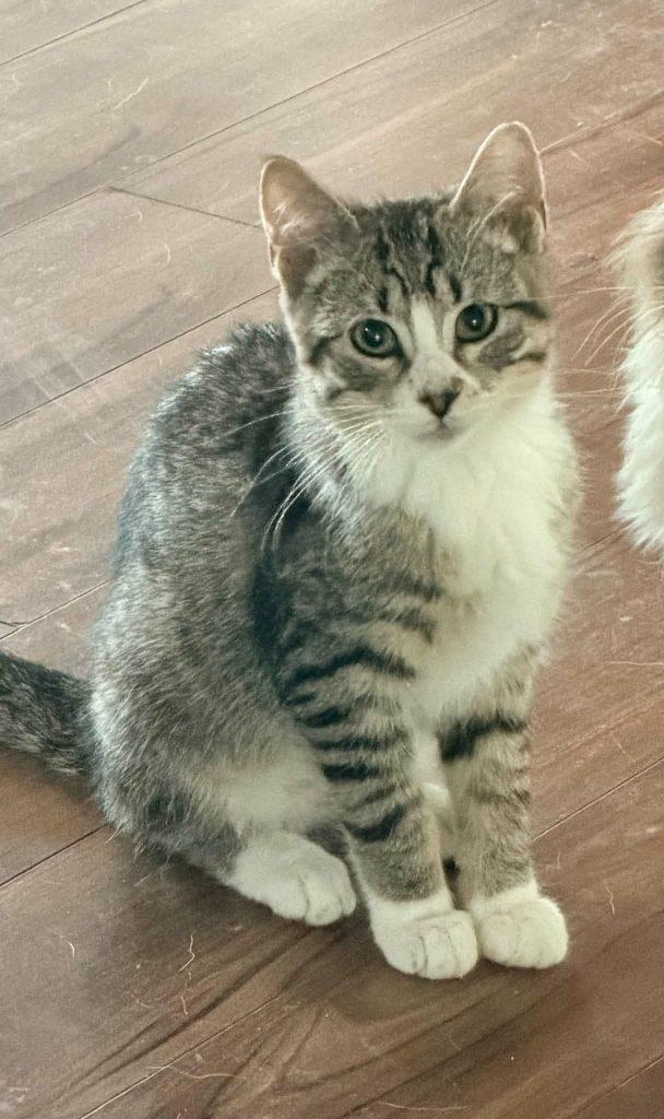 Kittens in Kenai, a ADOPTABLE Domestic Short Hair in Kenai, AK image 4/5
