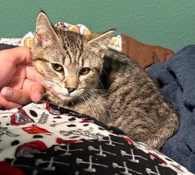 Kittens in Kenai, a ADOPTABLE Domestic Short Hair in Kenai, AK image 3/5