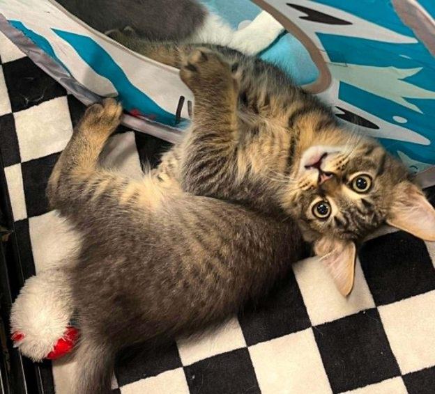 Kittens in Kenai, ADOPTABLE, Kitten Female Domestic Short Hair.