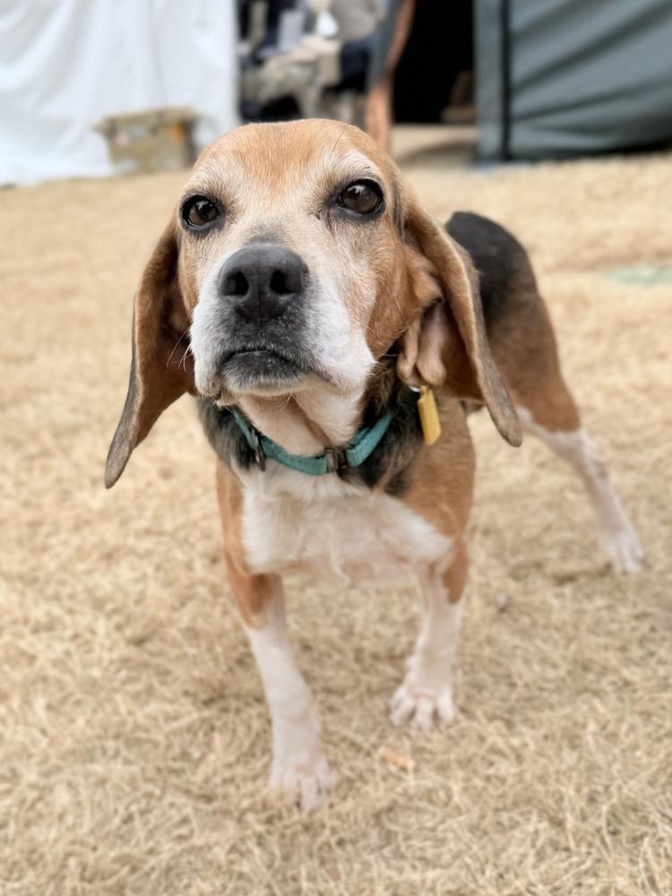 Enlarge Rose, a Adoptable Beagle in Charleston, SC image 1/6