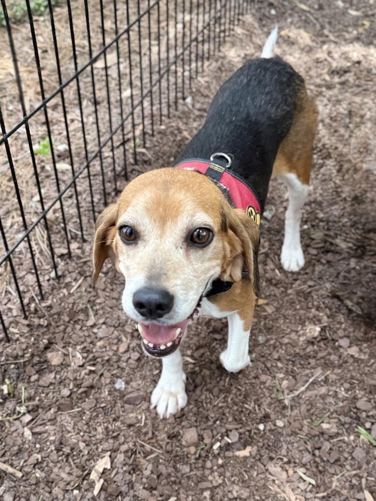 Rose, Adoptable, Adult Female Beagle.