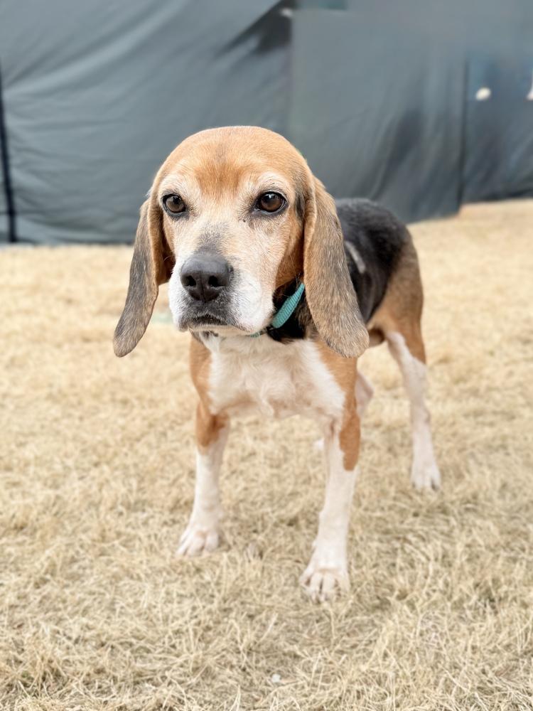 Enlarge Rose, a Adoptable Beagle in Charleston, SC image 2/6