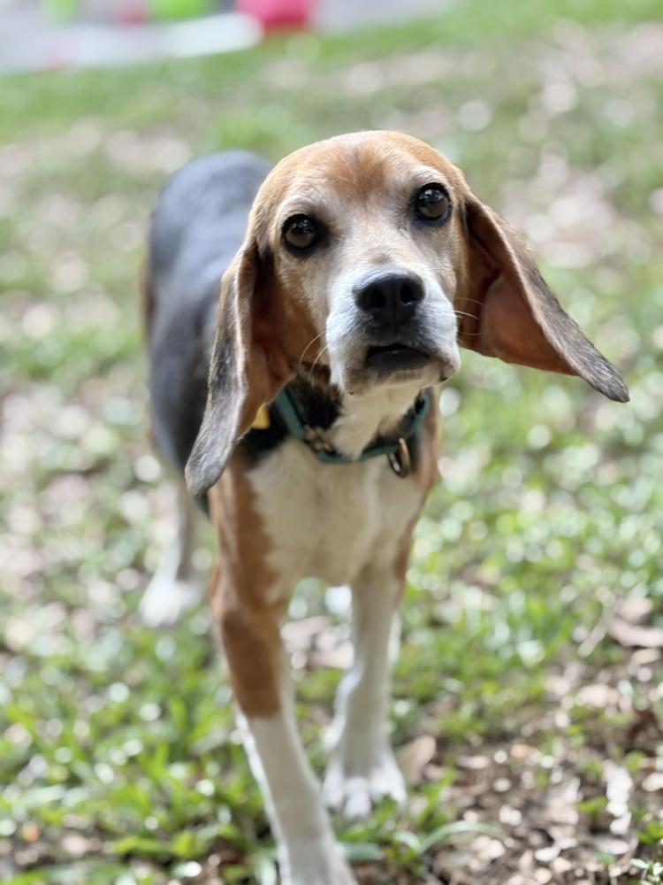 Rose, a Adoptable Beagle in Charleston, SC image 2/6