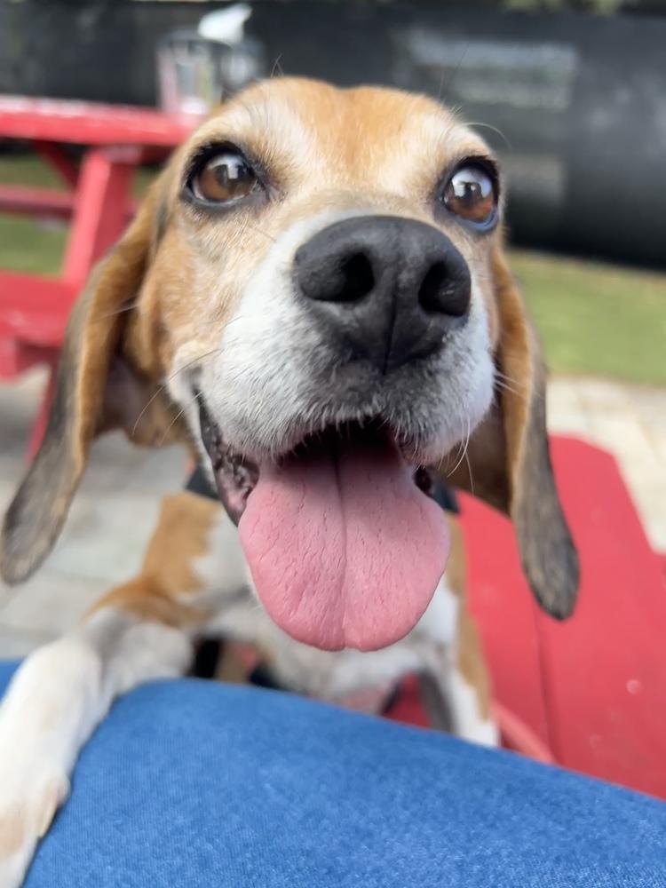 Rose, a Adoptable Beagle in Charleston, SC image 3/6