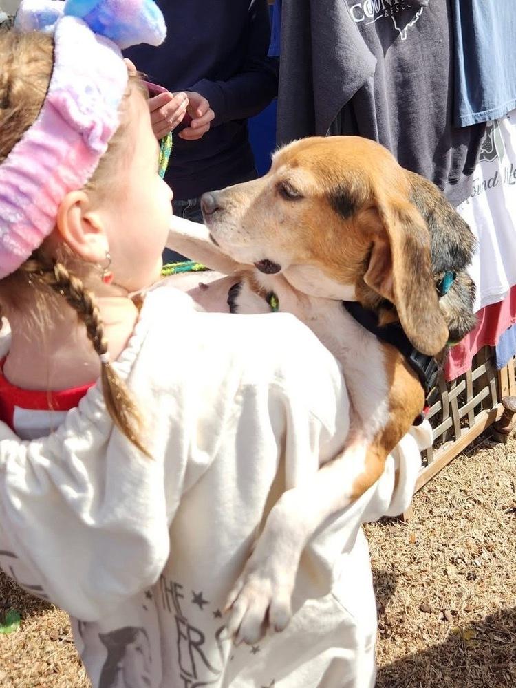 Enlarge Rose, a Adoptable Beagle in Charleston, SC image 3/6
