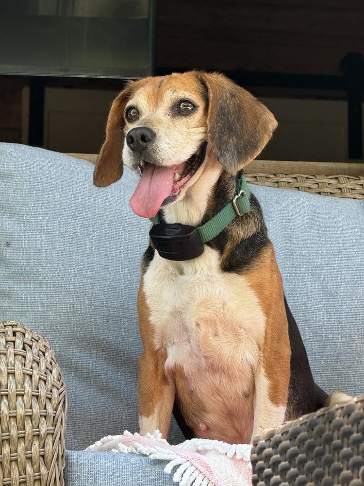 Rose, a Adoptable Beagle in Charleston, SC image 4/6