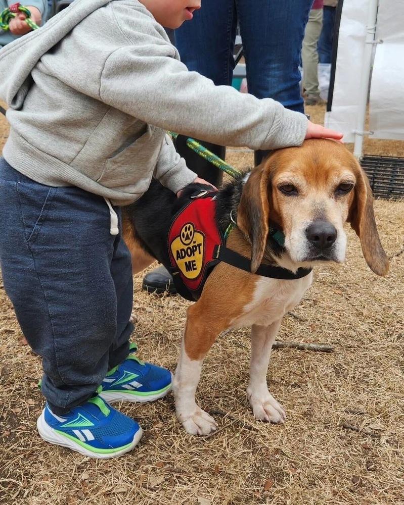 Enlarge Rose, a Adoptable Beagle in Charleston, SC image 5/6