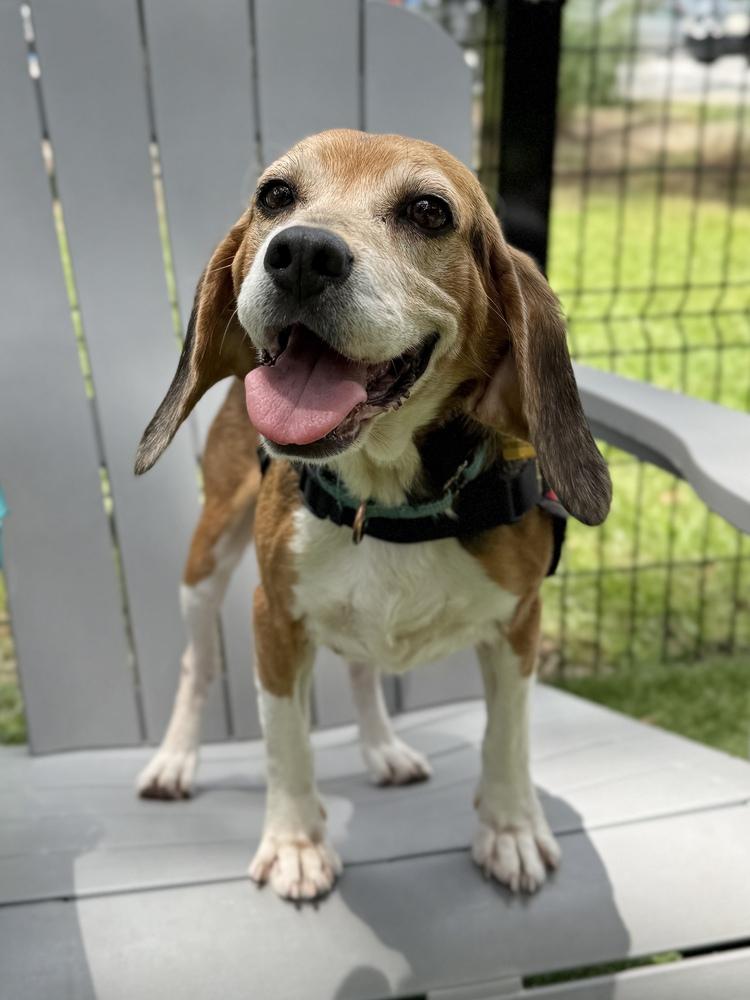 Rose, a Adoptable Beagle in Charleston, SC image 5/6