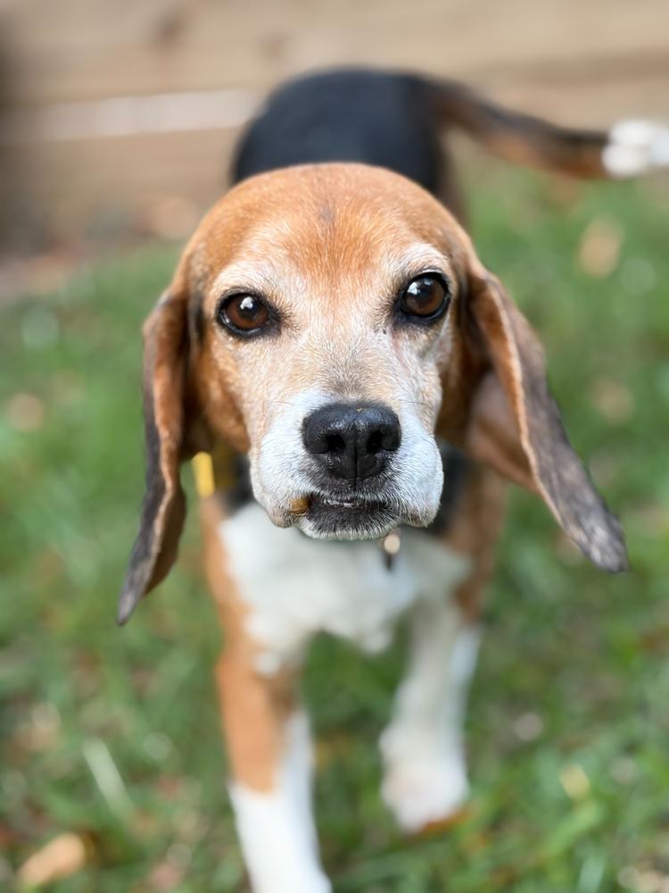 Rose, a Adoptable Beagle in Charleston, SC image 5/6