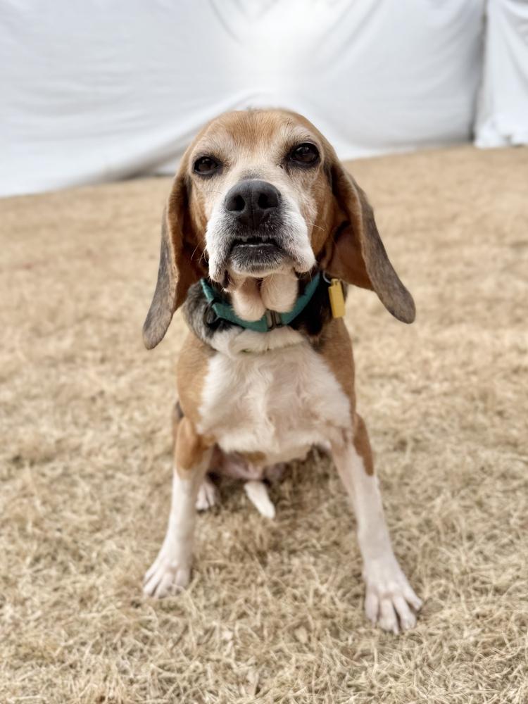 Enlarge Rose, a Adoptable Beagle in Charleston, SC image 6/6
