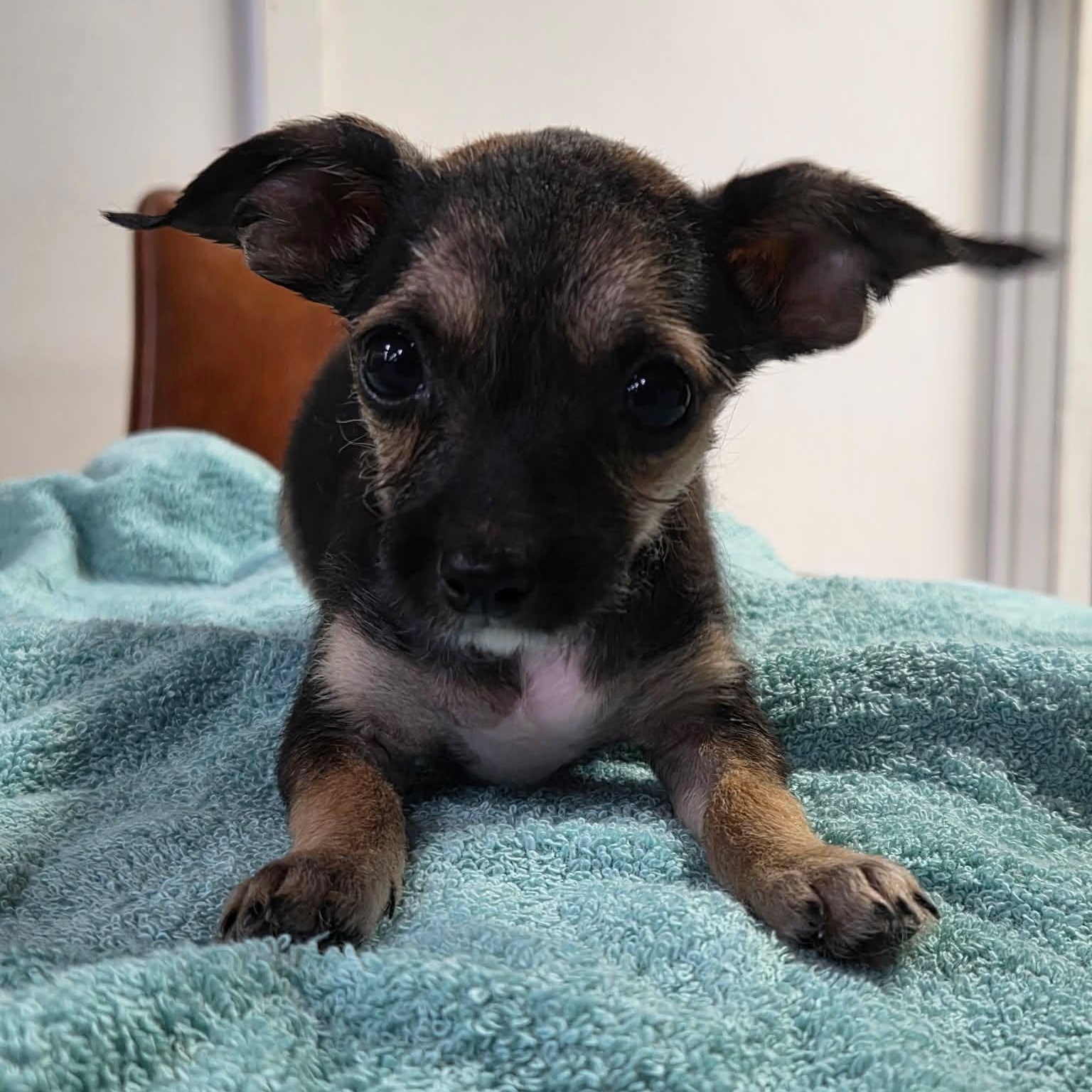 Bashful, Adoptable, Young Male Chihuahua & Miniature Schnauzer.