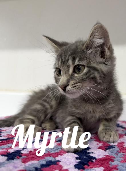 Myrtle, adopted, Young Female Domestic Medium Hair.