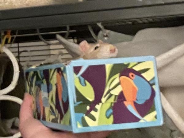 Enlarge Corky & Hinch, an adopted Rat in Fitchburg, MA image 6/6