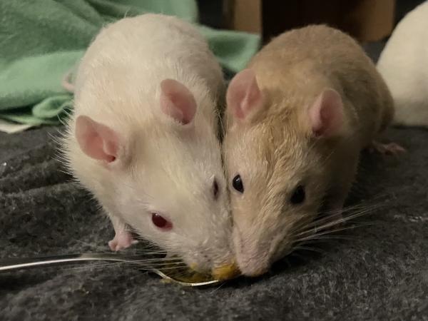 Corky & Hinch, adopted, Adult Male Rat.