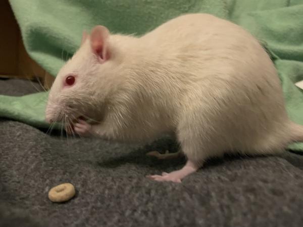 Enlarge Corky & Hinch, an adopted Rat in Fitchburg, MA image 3/6