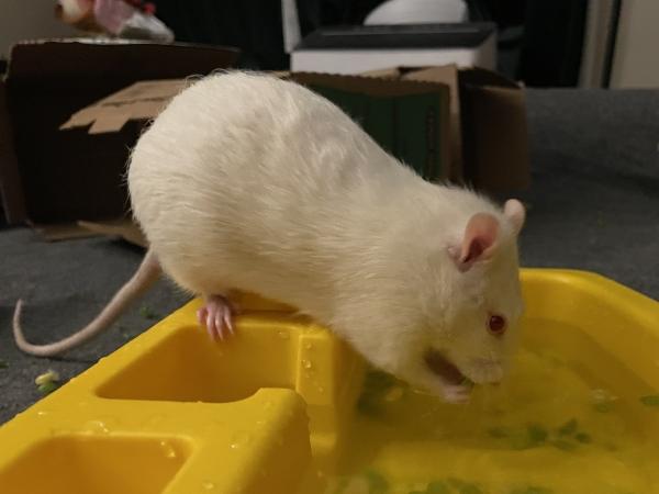 Enlarge Corky & Hinch, an adopted Rat in Fitchburg, MA image 5/6