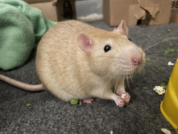 Enlarge Corky & Hinch, an adopted Rat in Fitchburg, MA image 2/6