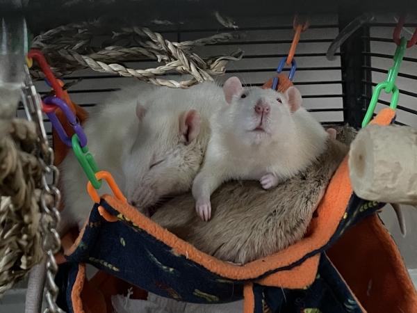 Enlarge Corky & Hinch, an adopted Rat in Fitchburg, MA image 4/6