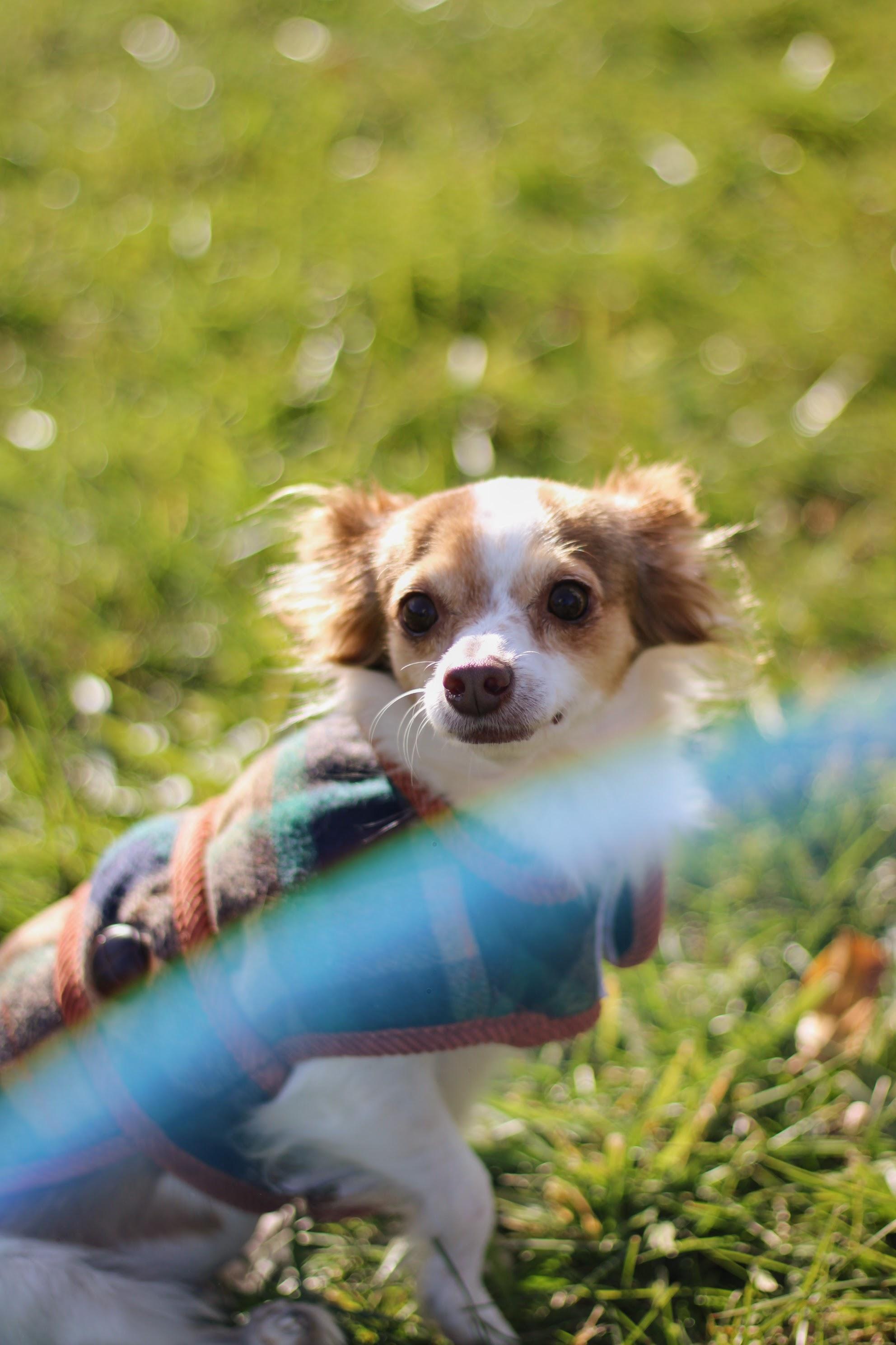 Enlarge Priscilla, a Adopted mixed breed in Battle Creek, MI image 1/4