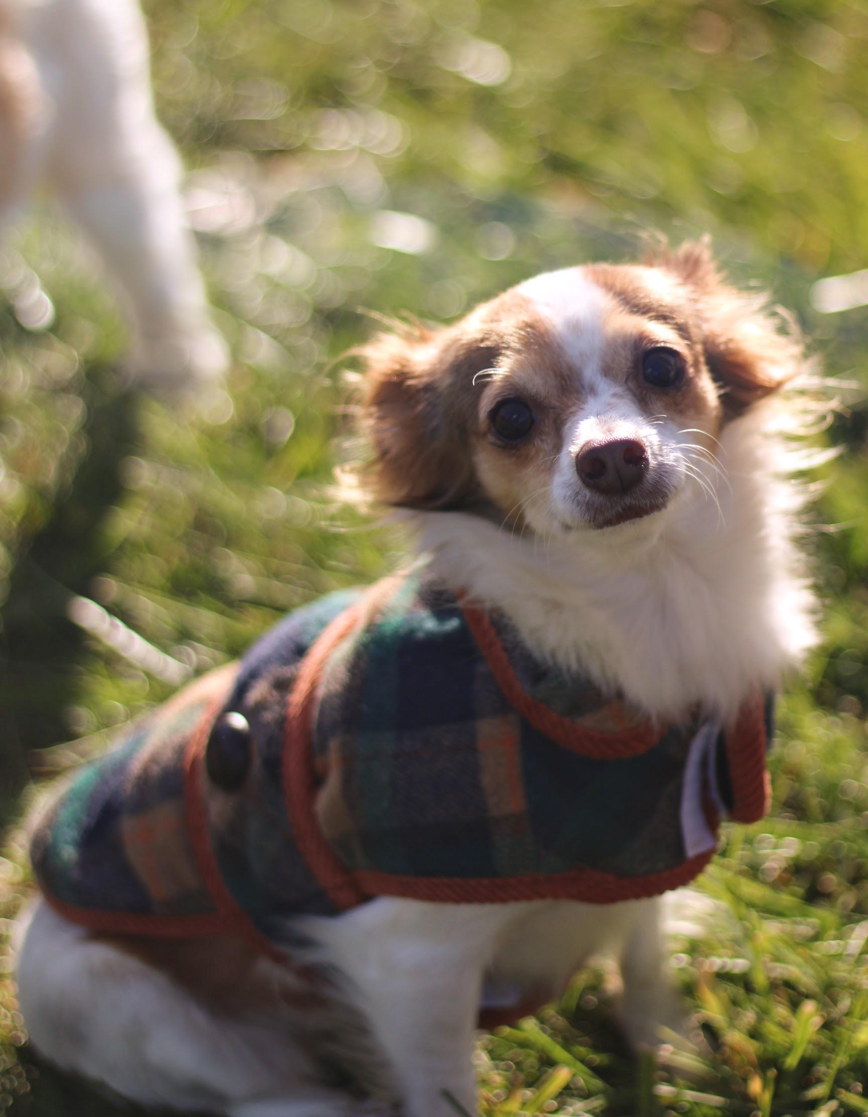 Enlarge Priscilla, a Adopted mixed breed in Battle Creek, MI image 2/4