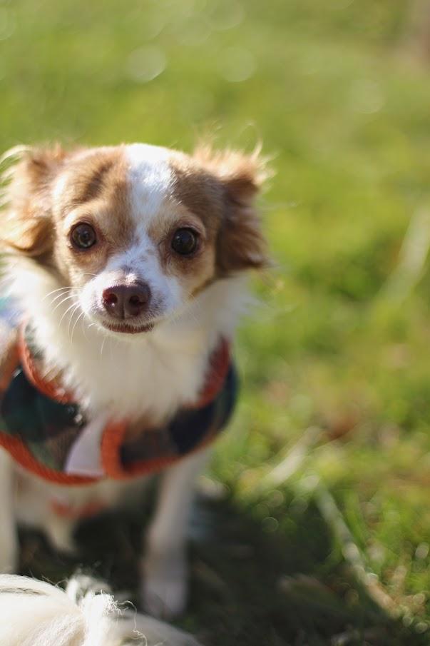 Enlarge Priscilla, a Adopted mixed breed in Battle Creek, MI image 3/4